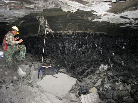 Underground Fossil Forest in Illinois Offers Clues on Climate Change.